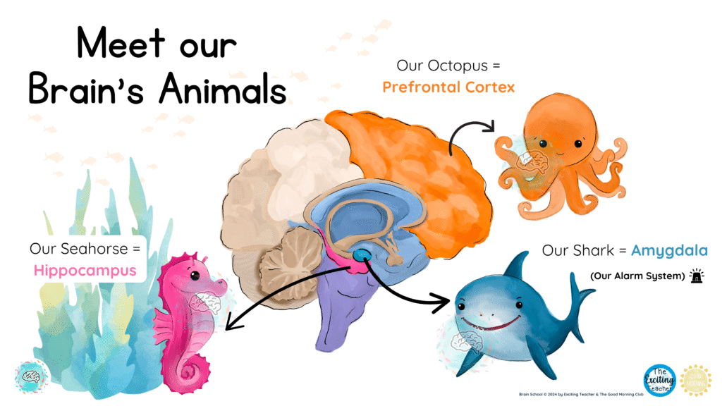Brain School Meet Our Brain's Animals Image 2025 Exciting Teacher TGMC